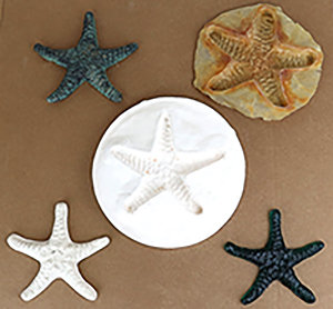 Starfish Mold Sequence300