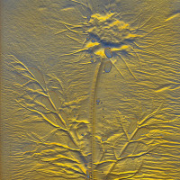 Plant Pressing with Rick Silas 5-12-26