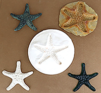 Starfish Mold Sequence200