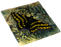 GilReynoldsWebinarButterfly200