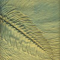 FernSilasDarcy200x200