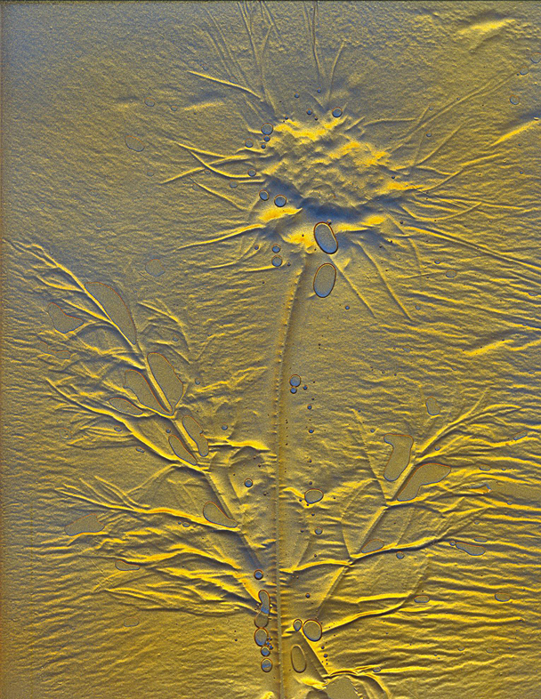 Plant Pressing with Rick Silas 5-12-26