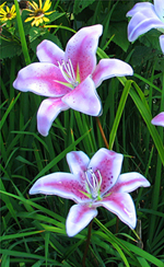 RECORDED LINK Dale Keating's Fused Glass Lilies