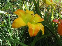 aliliytutorial 00112 200