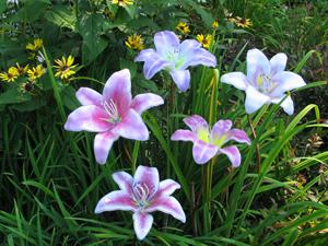 aliliytutorial 00075 300