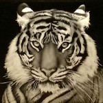 RECORDED LINK Harish Dewani Realistic Sandblasting