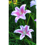 RECORDED LINK Dale Keating Fused Glass Lilies