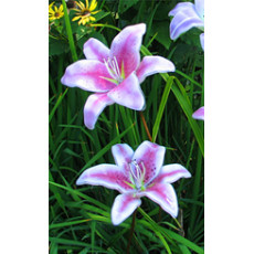 RECORDED LINK Dale Keating Fused Glass Lilies