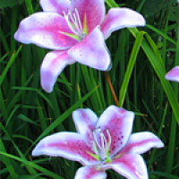 RECORDED LINK Dale Keating Fused Glass Lilies